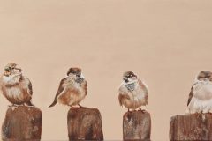 sparrow