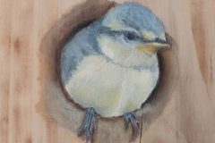 blue tits